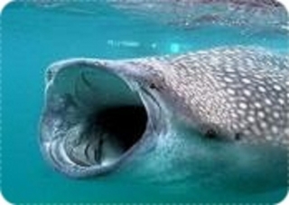  Snorkel avec les requins baleines 